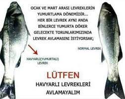 Havyarlı Levrekleri Avlamayalım